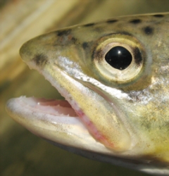 picture of trout head